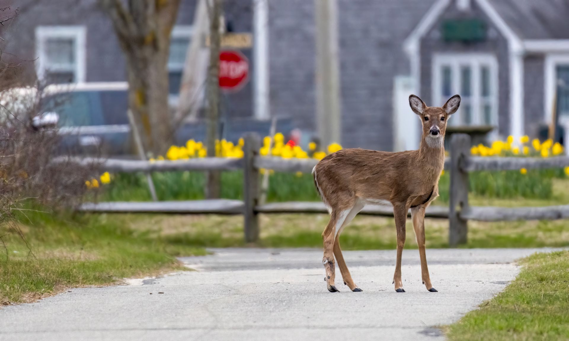 Nantucket Cottage Hospital establishes the Nantucket Tick Center.