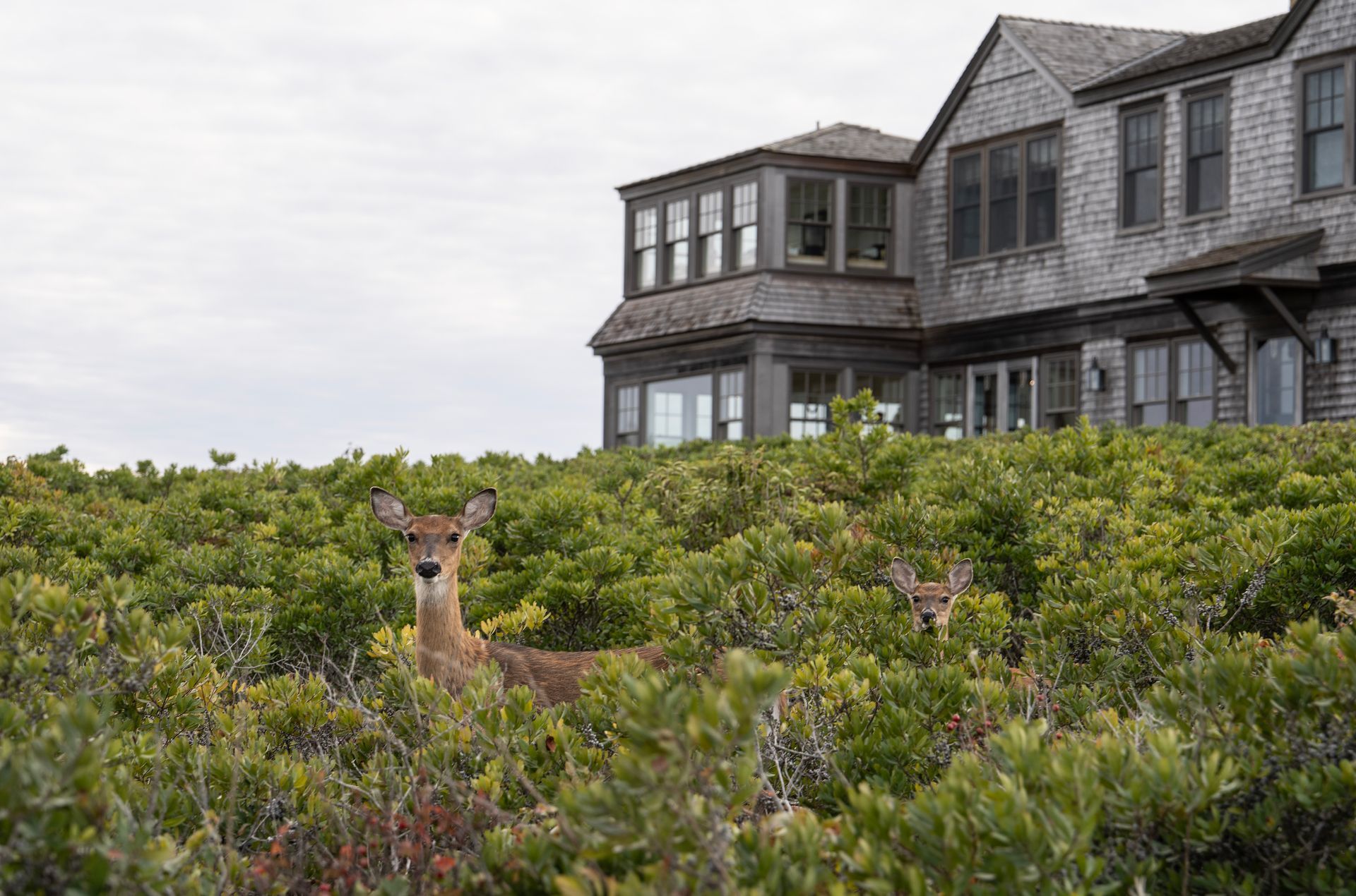 Could Nantucket be the next lone star tick hotspot?
