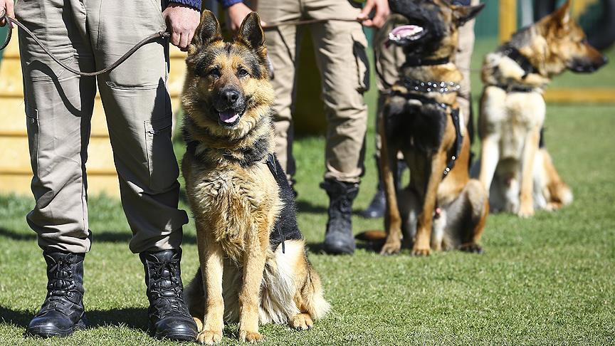 Security dog unit on patrol