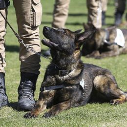 Security dog unit on patrol