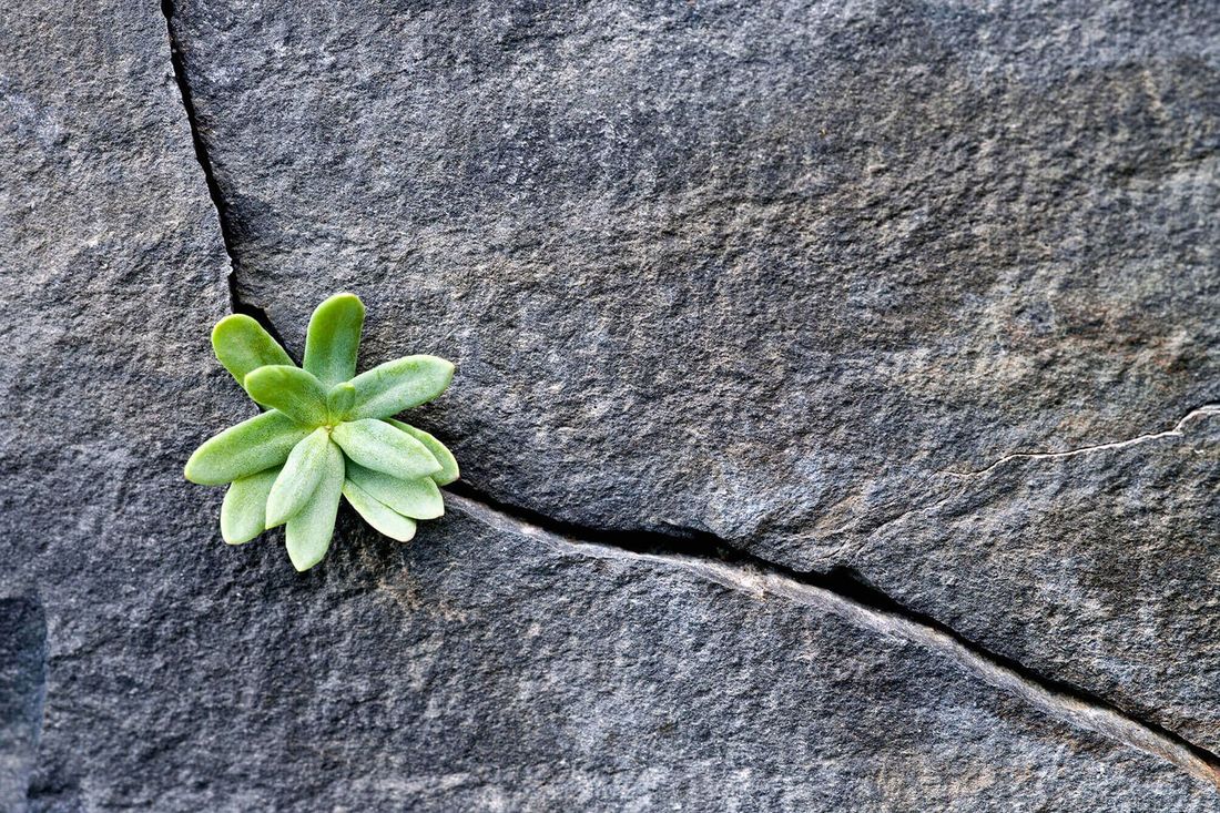 fiore che sboccia da una fessura del pavimento