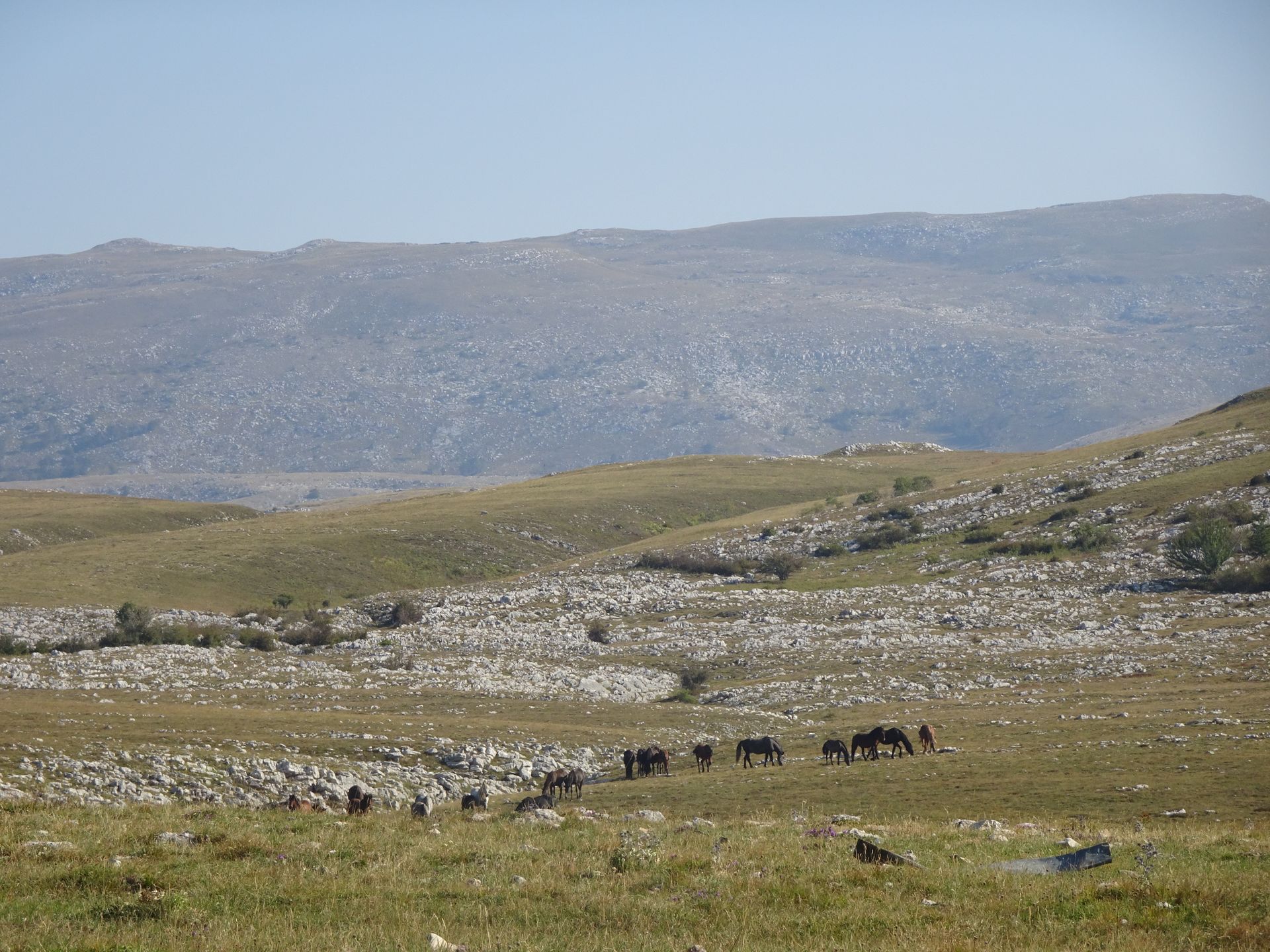 Berglandschap van Cincar met wilde paarden.