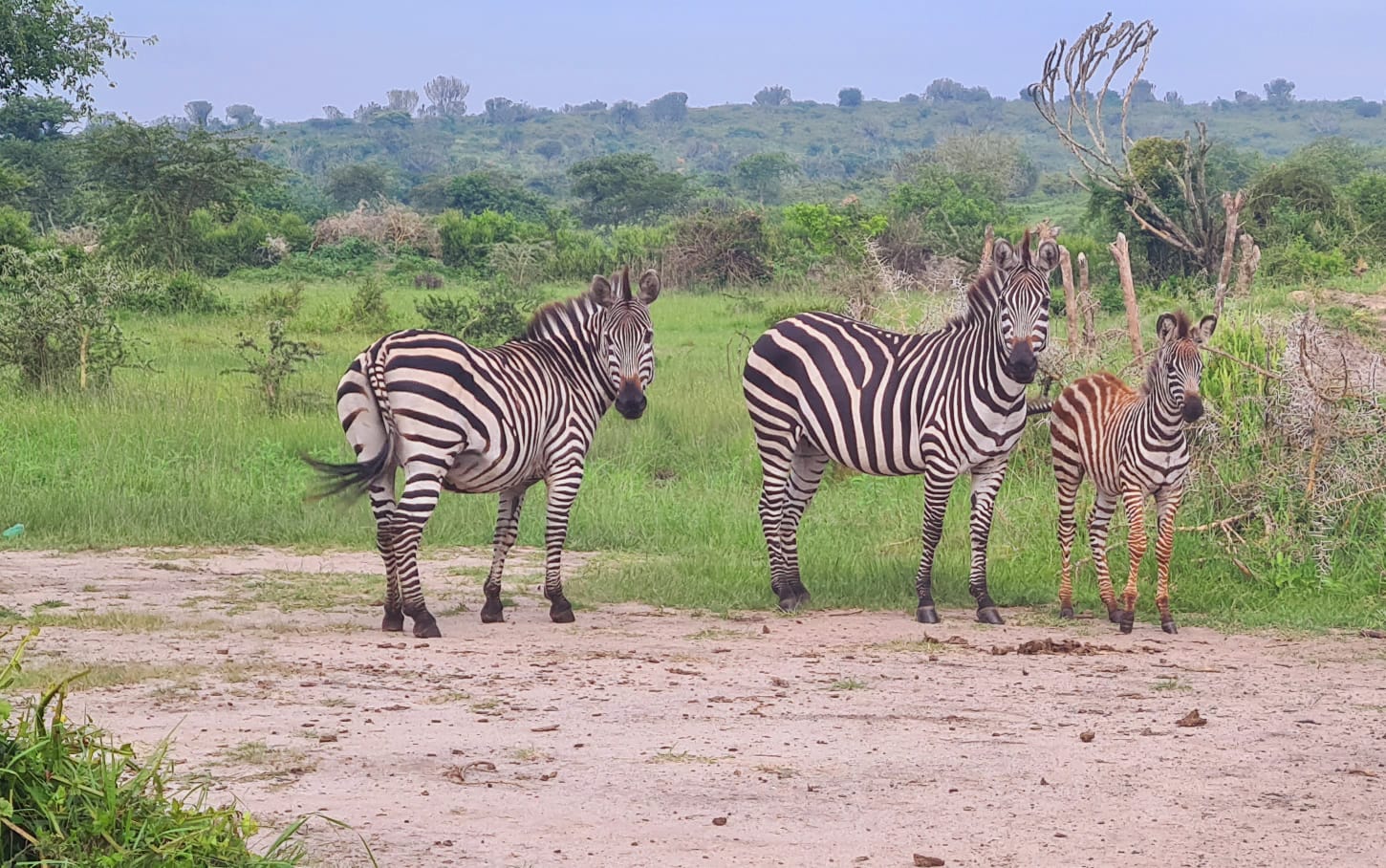 Zebra’s in Lake Mburo National Park kijken nieuwsgierig naar de mountainbikegroep.