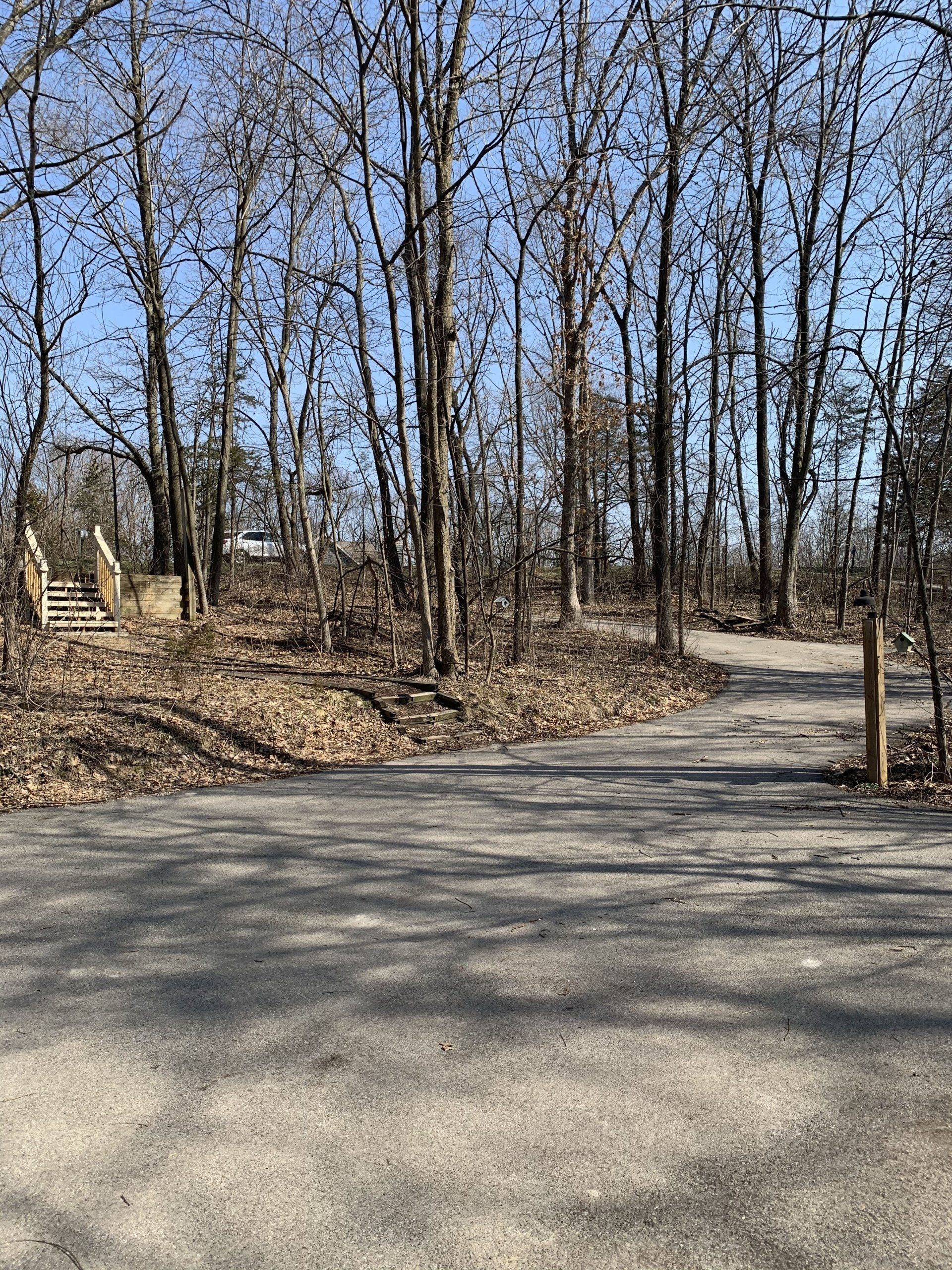 Paved path forks into two, leading into a bare-treed forest on a sunny day. Wooden stairs on left.