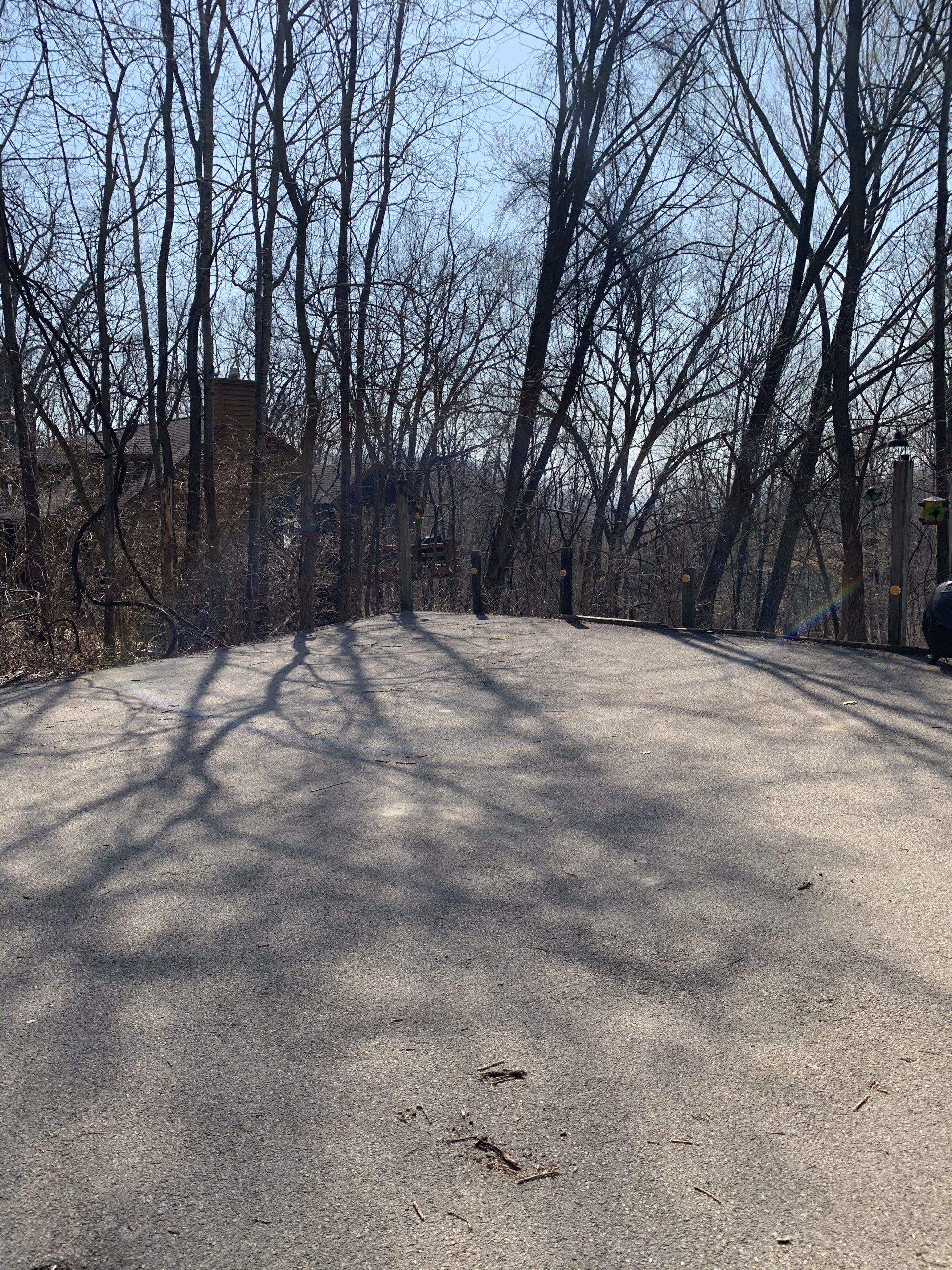 Paved area with shadows from bare trees, with trees and a building in the background on a sunny day.