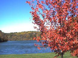 Red fall leaves on a tree by a lake under a clear blue sky.
