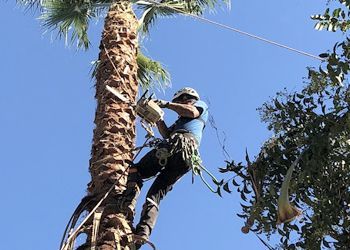 A man is climbing a palm tree with a chainsaw.