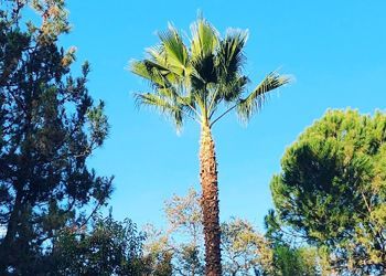 A palm tree stands tall in the middle of a forest.