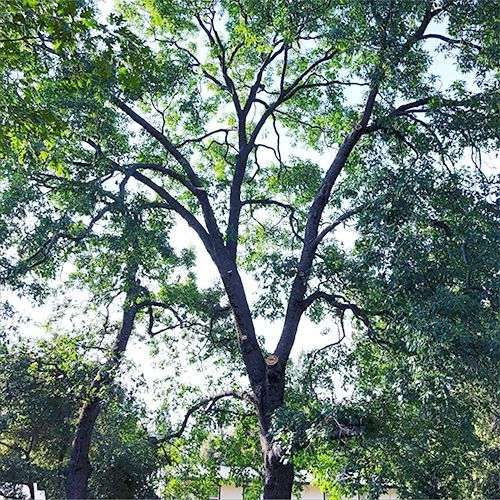 A large tree with lots of branches and leaves against a blue sky.