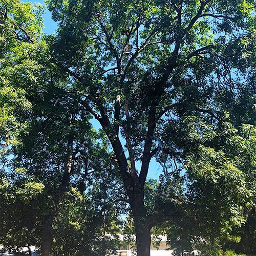 A large tree with lots of leaves is surrounded by other trees on a sunny day.