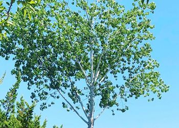 A tree with lots of green leaves against a blue sky