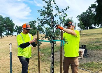 Two men are working on a tree in a park.