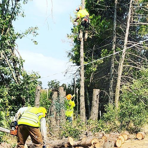 A group of people are cutting down trees in a forest.