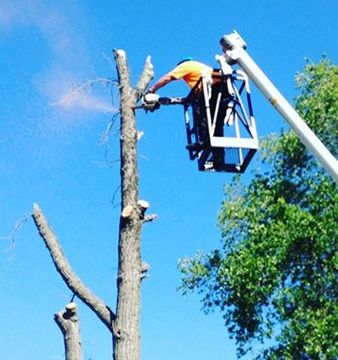 A man in a crane cutting a tree with a chainsaw