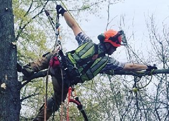 A man is climbing a tree with his arms outstretched.