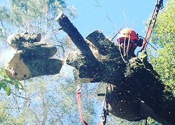 A man is cutting a tree branch with a chainsaw.