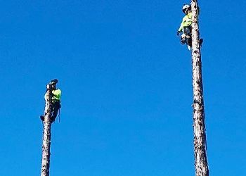 Two men are climbing a tree with a blue sky in the background.