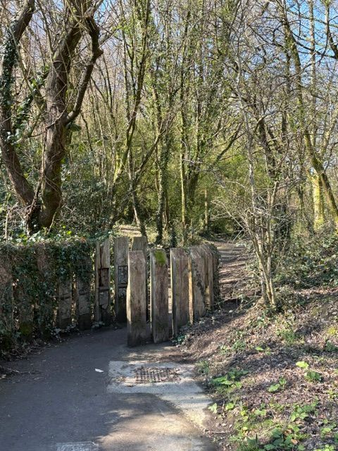 Cwmcarn Ash Path