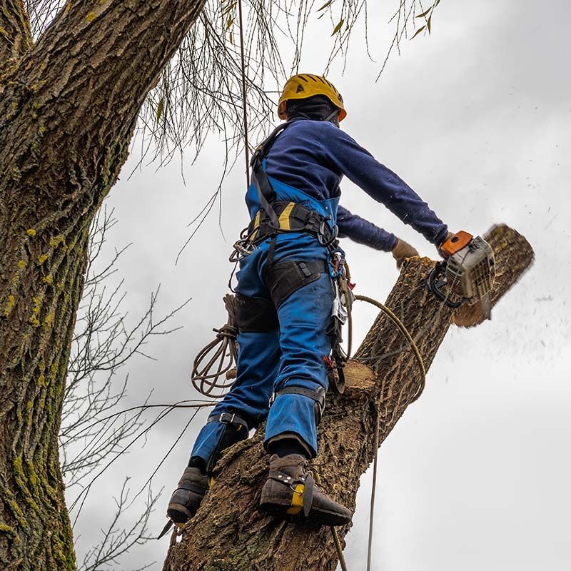 Arborist in blue safety gear cutting a tree branch with a chainsaw while climbing a trunk