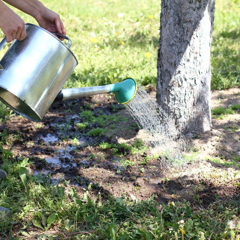 Person watering grass near a tree with a metal watering can