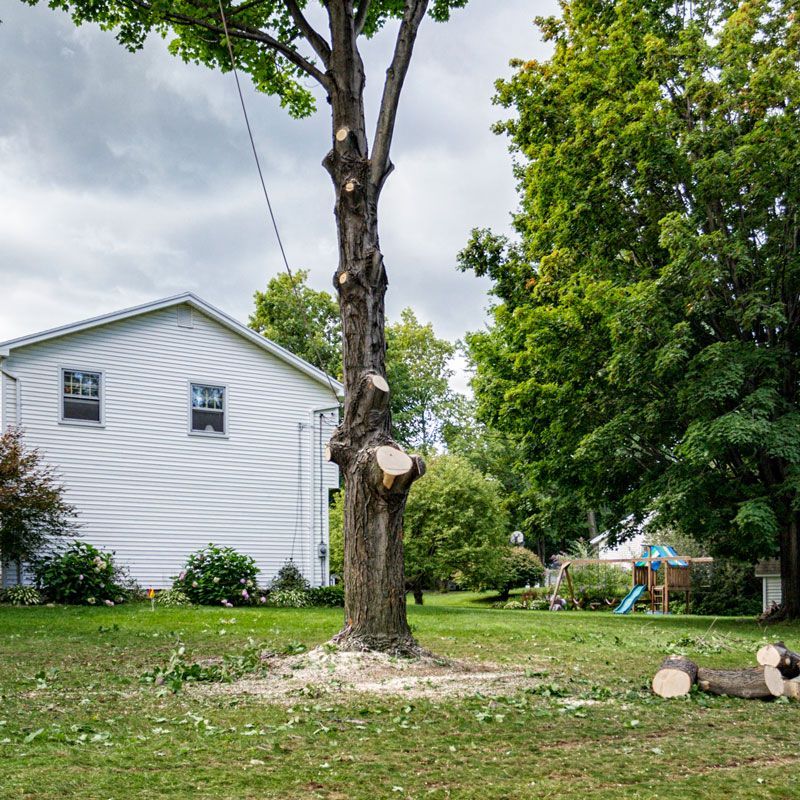 Large tree being trimmed in a yard beside a white house, with cut branches on the grass.