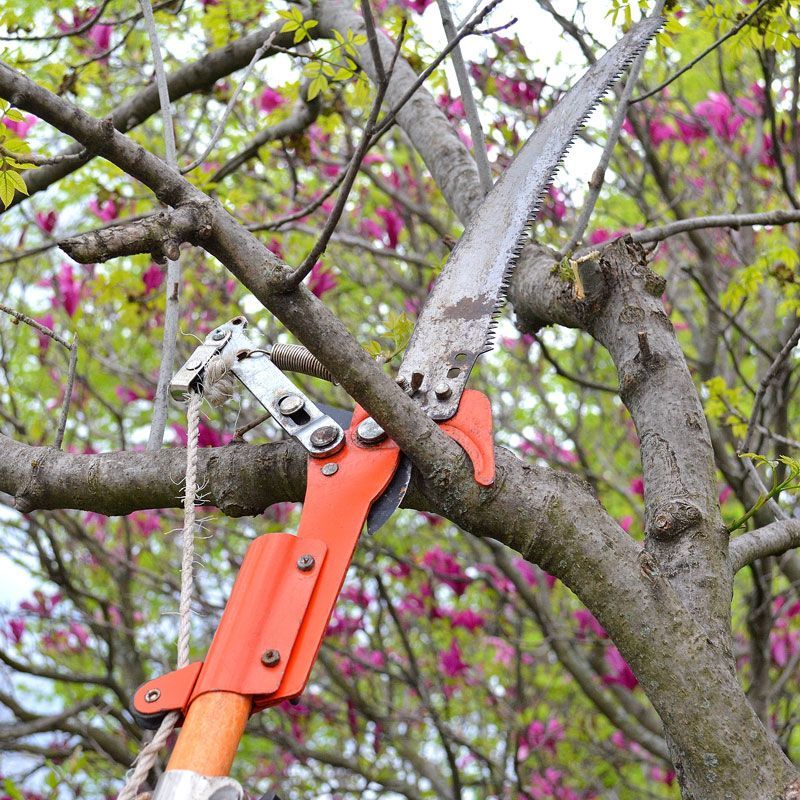 Orange pole saw cutting a tree branch among pink blossoms