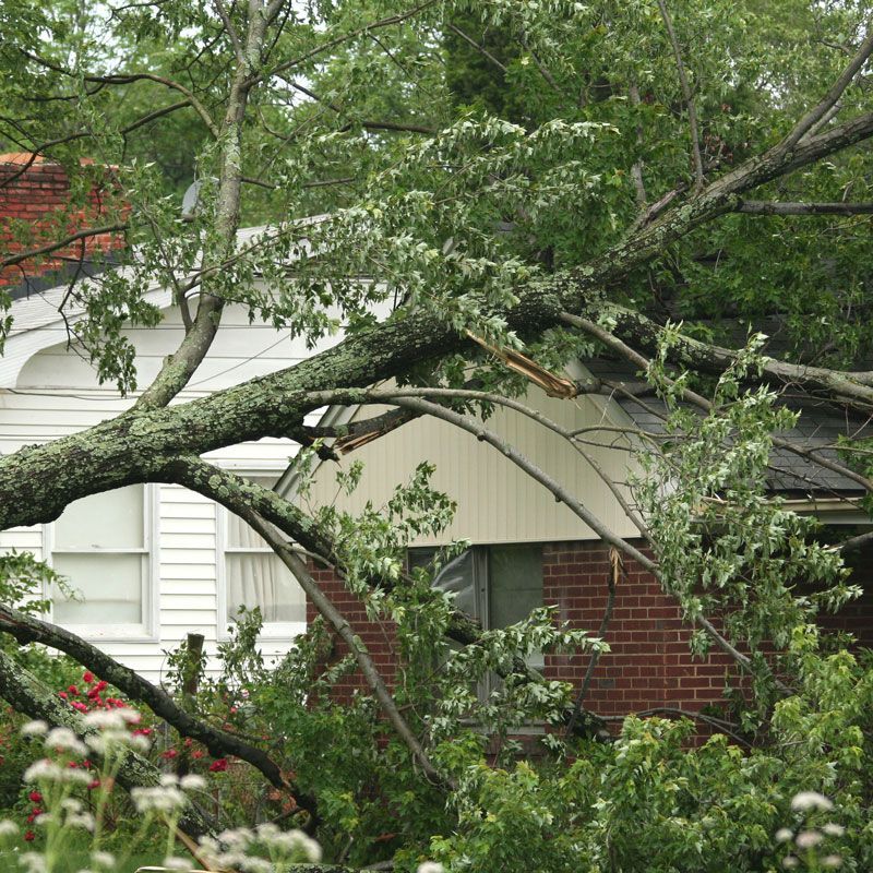 Large tree limb fallen across a house roof and front yard after a storm