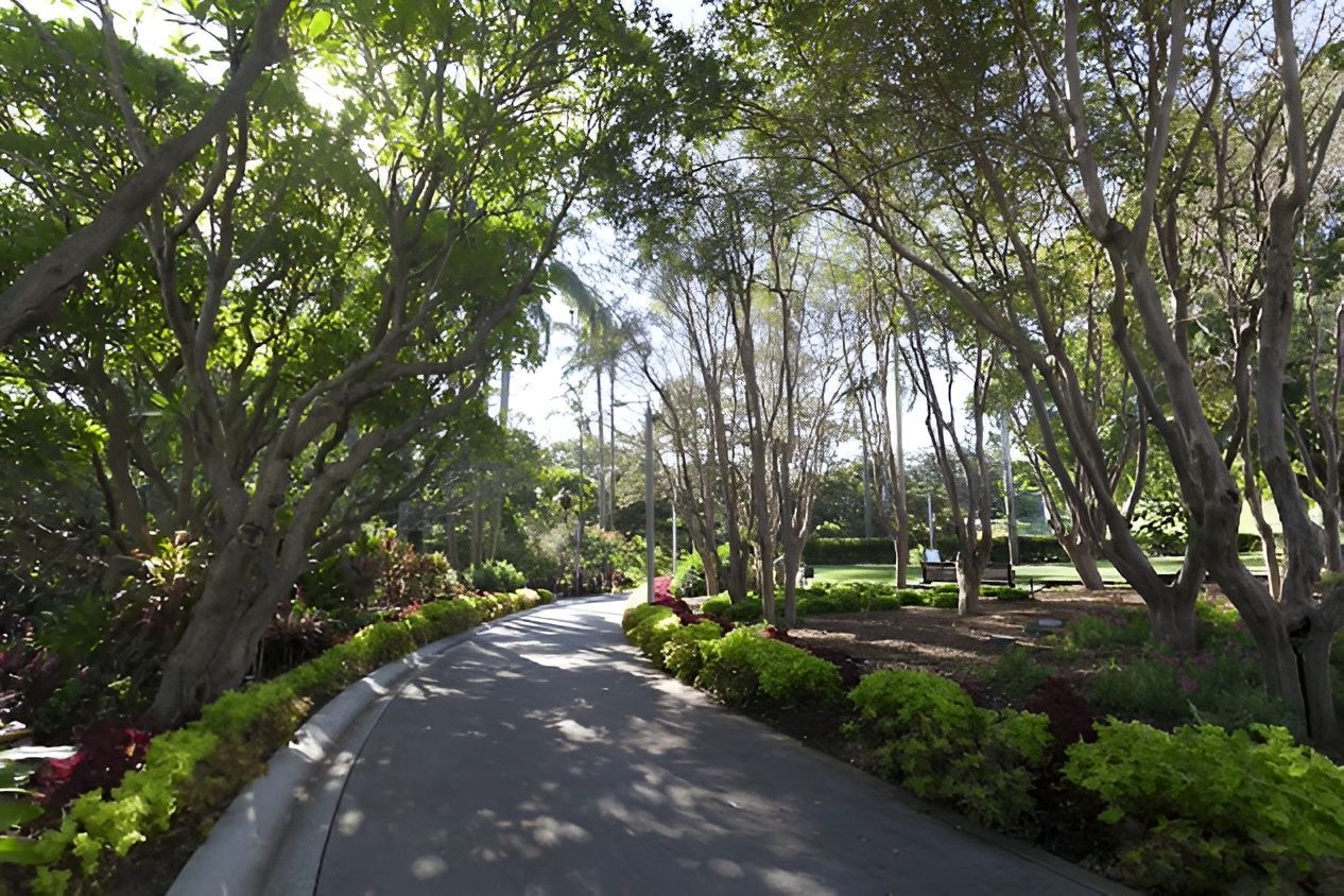 Tree-Lined Paved Road Curves Through Lush Green Foliage — Peterson Property Valuations Brisbane in Caloundra West, QLD