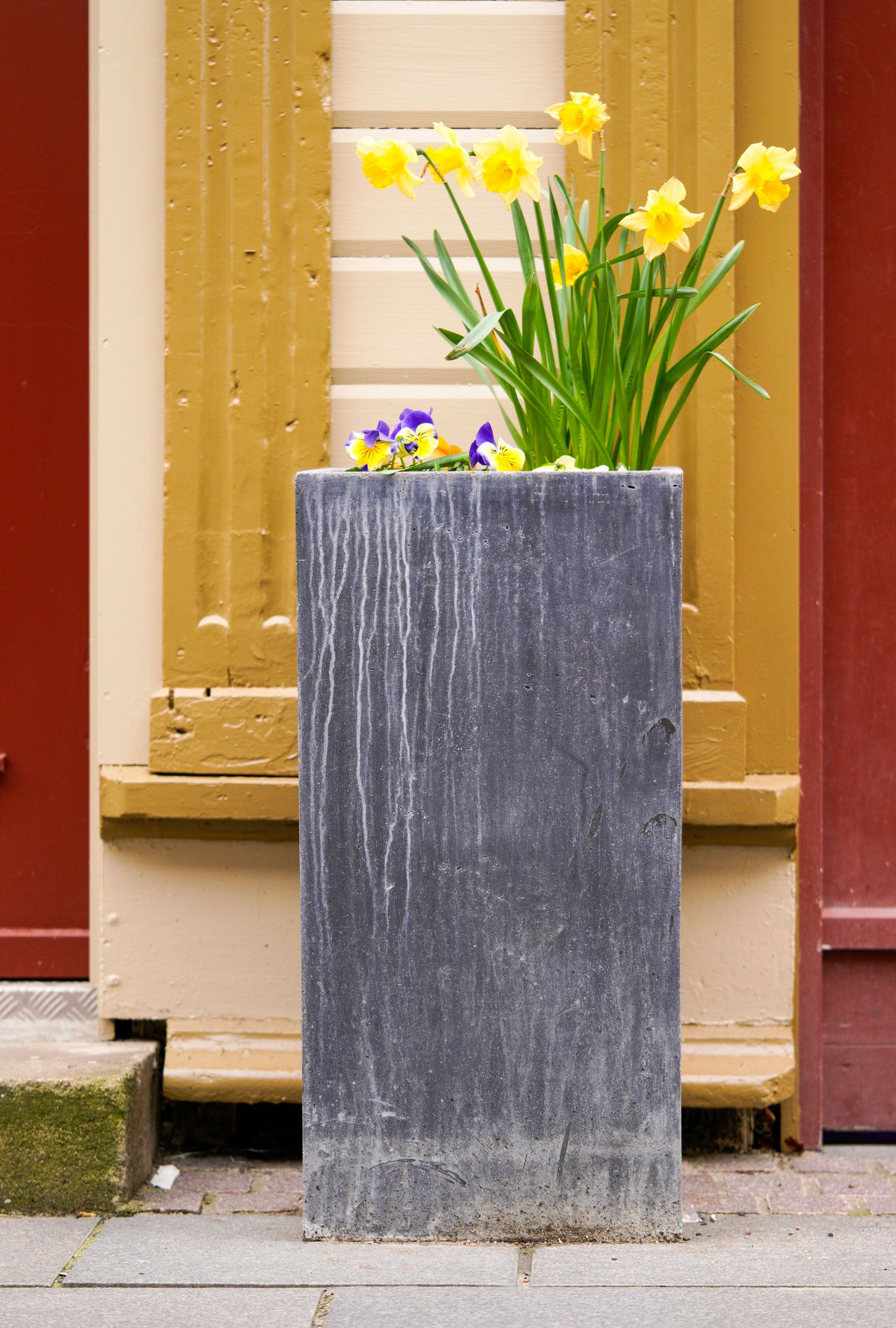 Yellow flowers in a tall gray planter against a red and cream wall