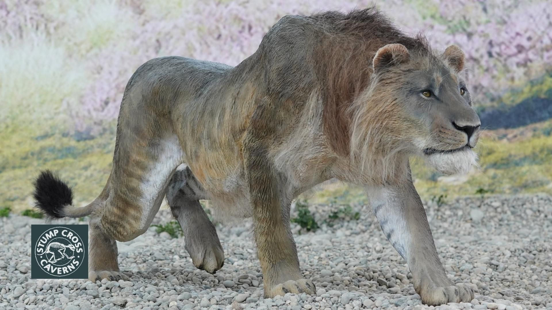 Britain s Stone Age Animals The Cave Lion Britain s Stone Age Animals The Cave Lion