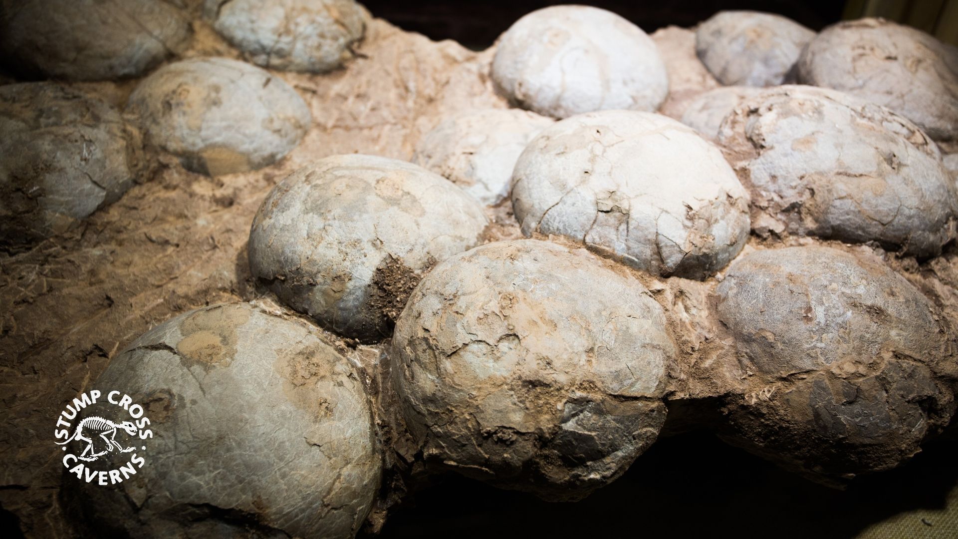 We scanned a real dinosaur egg – what did we find?