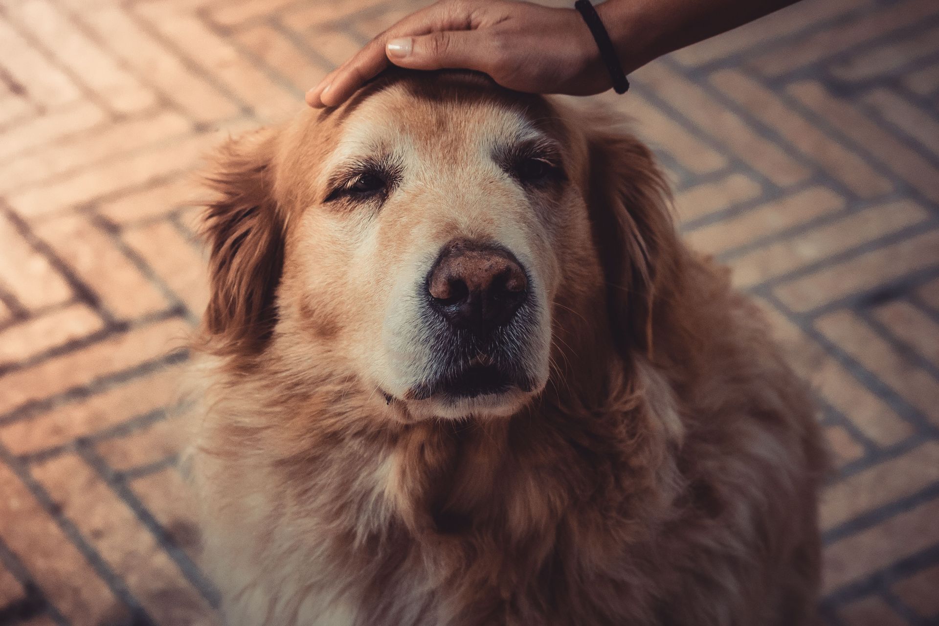 Golden retriever dog