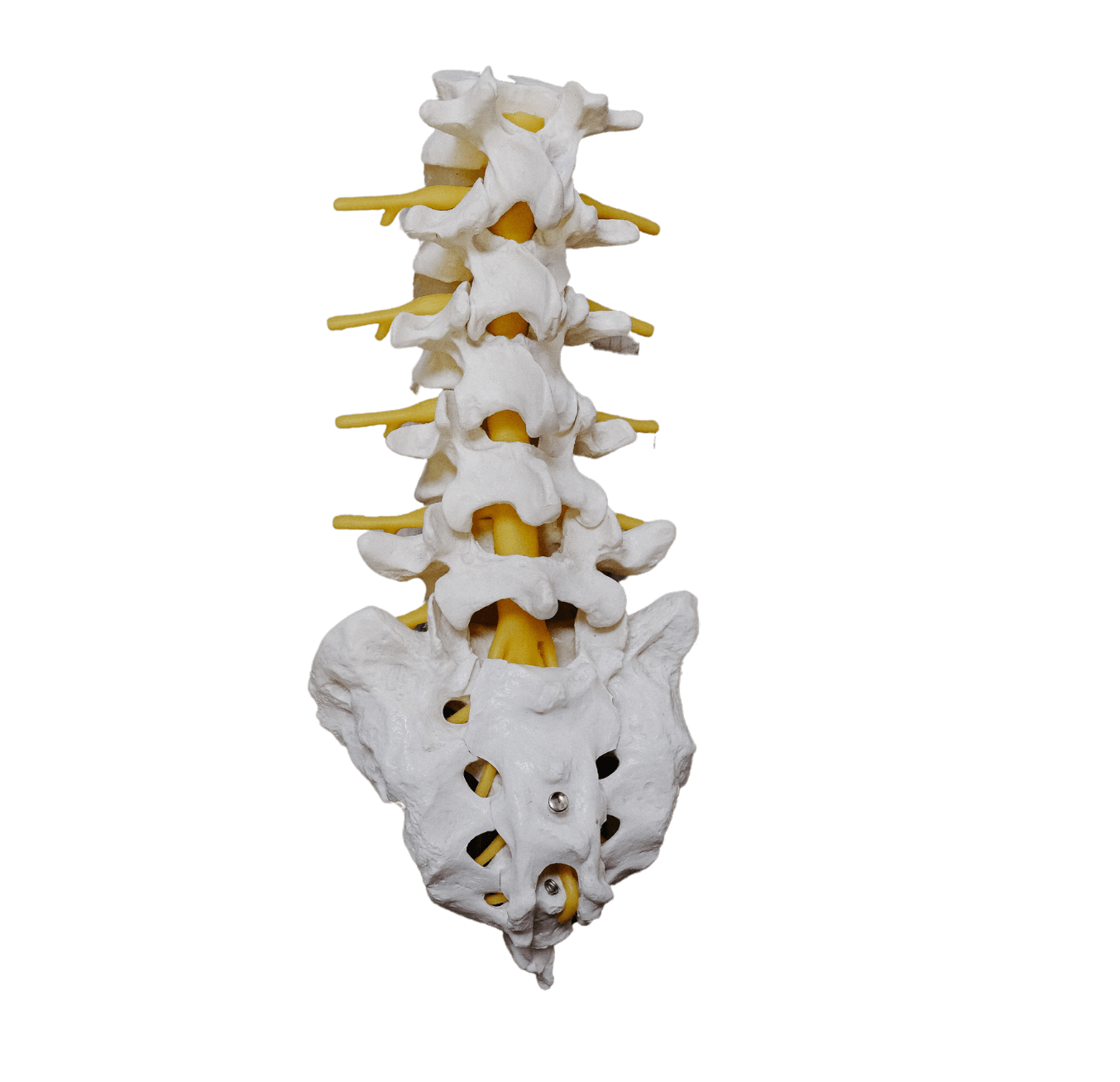 spine