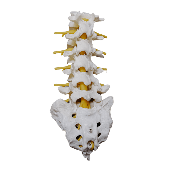 spine prop