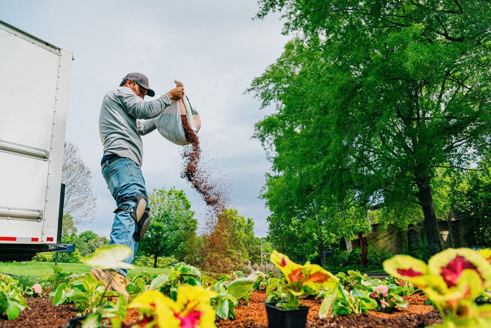 Person adding mulch to a flower bed, next to a large tree and a truck.