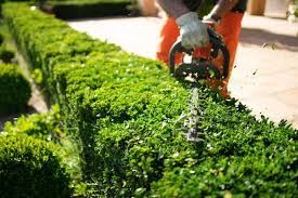 A person wearing orange work pants and a glove uses a hedge trimmer to prune a long, green hedge outdoors.