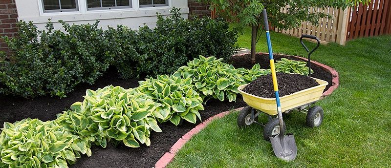 A yellow garden cart filled with soil sits next to a row of variegated hostas in a mulched bed beside a house.