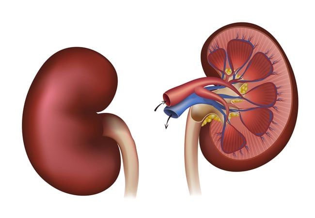 Kidney Illustration — Elyria, OH — Kidney Center of Northeast Ohio Kidney Illustration — Elyria, OH — Kidney Center of Northeast Ohio
