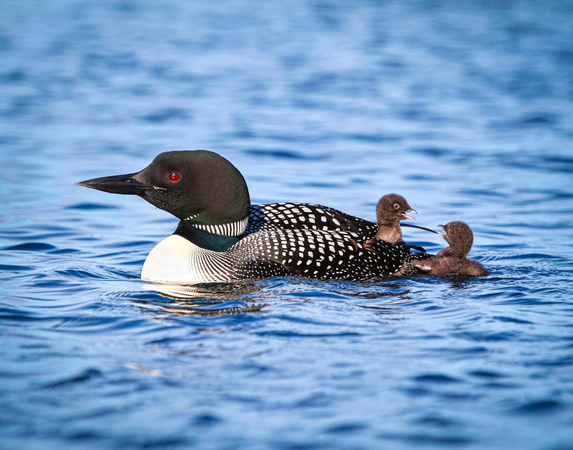 A loon and two ducklings are swimming in the water.