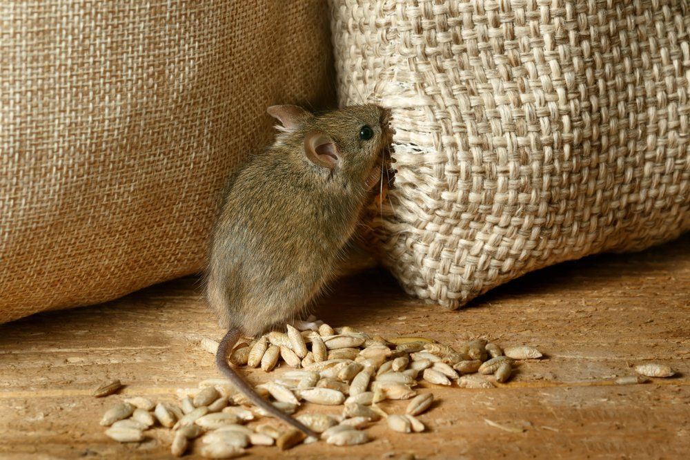 Petite souris brune près de sacs de jute sur un plancher en bois, avec des graines de céréales éparpillées.