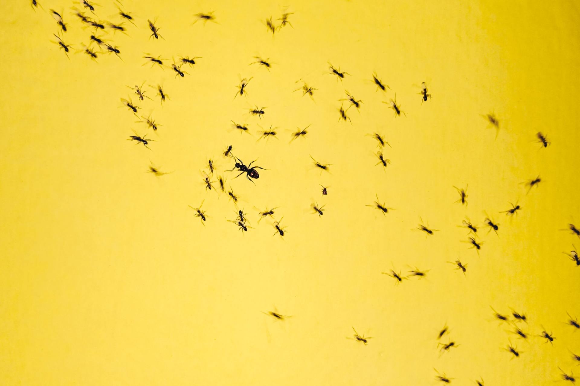 Petit groupe d'oiseaux se détachant sur un ciel jaune vif
