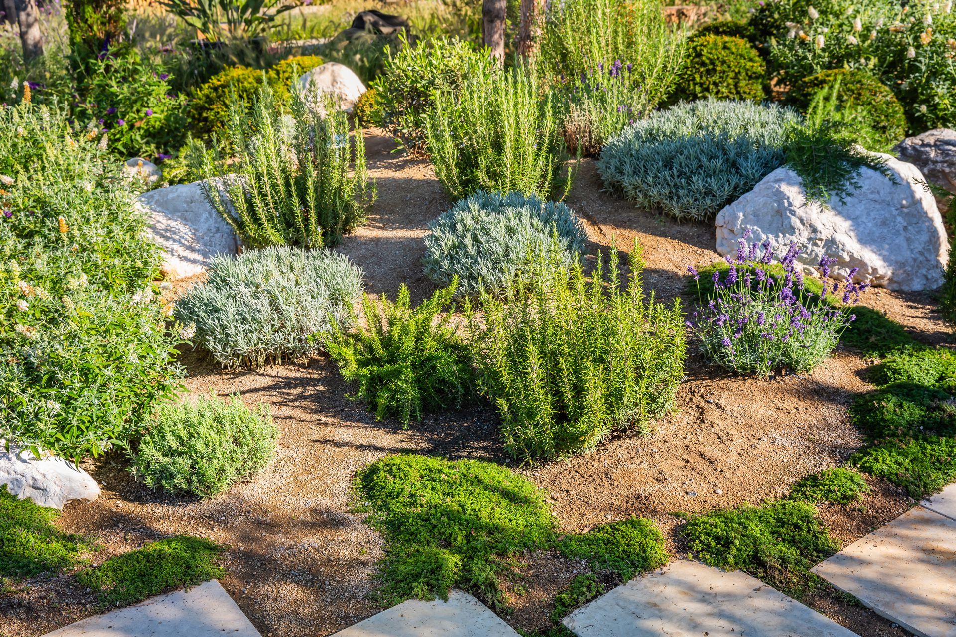 Landscaped garden with low green shrubs, white flowering mounds, and stone pavers in a dry mulch bed