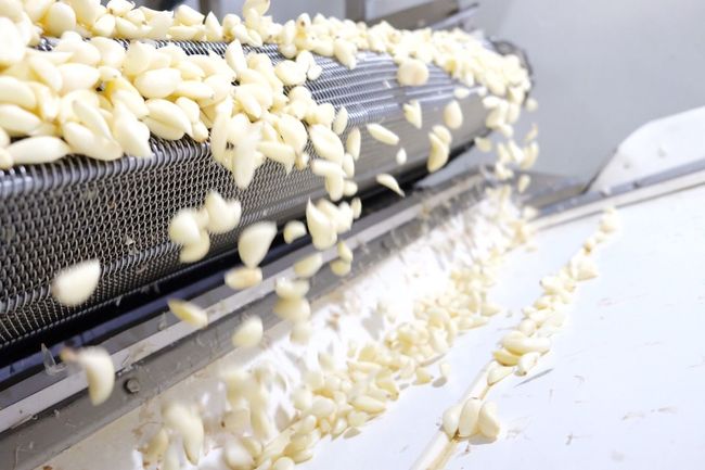 Garlic