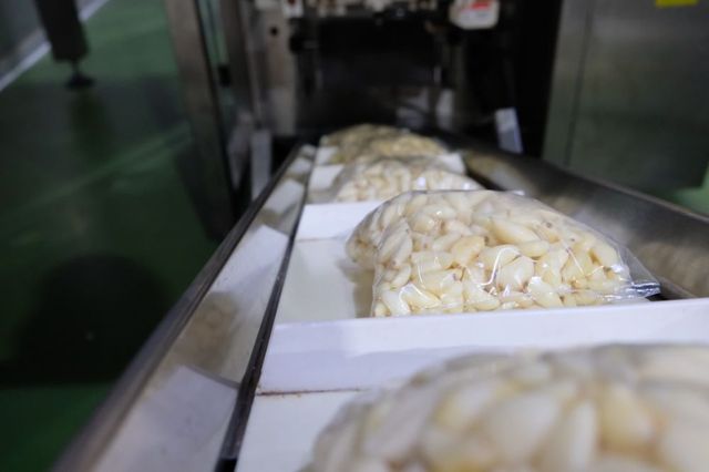Garlic
