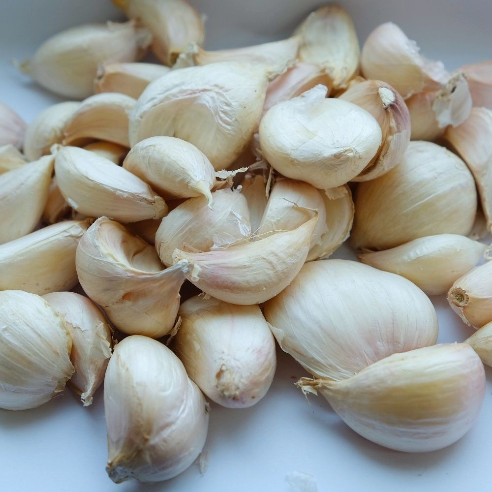 Garlic
