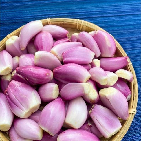 Garlic