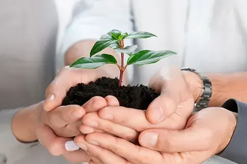 Two sets of hands holding plant in soil