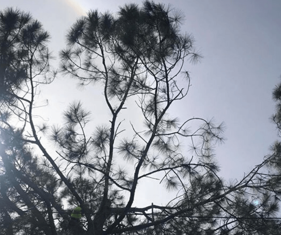 A tree with a rainbow in the sky behind it