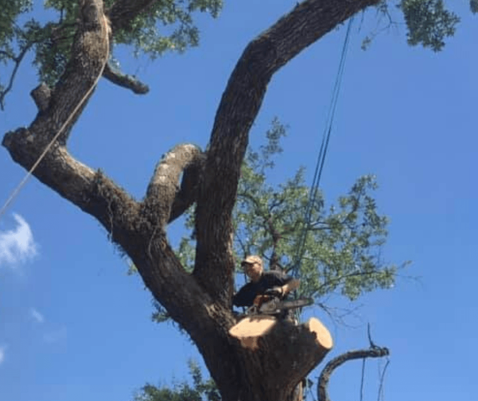 A man is cutting down a tree with a chainsaw.