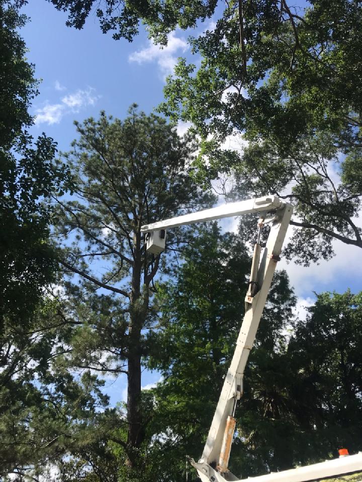 A man is cutting a tree with a crane.